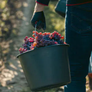 Degustacje, zwiedzanie i wydarzenia w winnicy